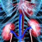 Kidney