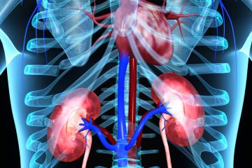 Kidney